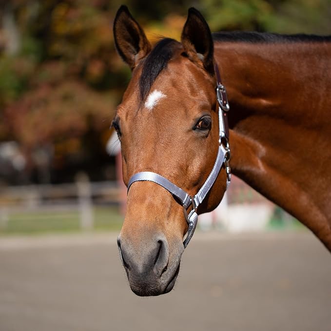 Equinavia Loki Adjustable Breakaway Horse Halter - Silver Sconce Gray - Cob-PurrikoPets