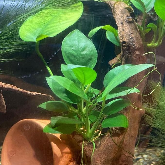 4X Anubias Nana Petite Potted Aquarium Live Plant for Fish Tank Decoration-PurrikoPets