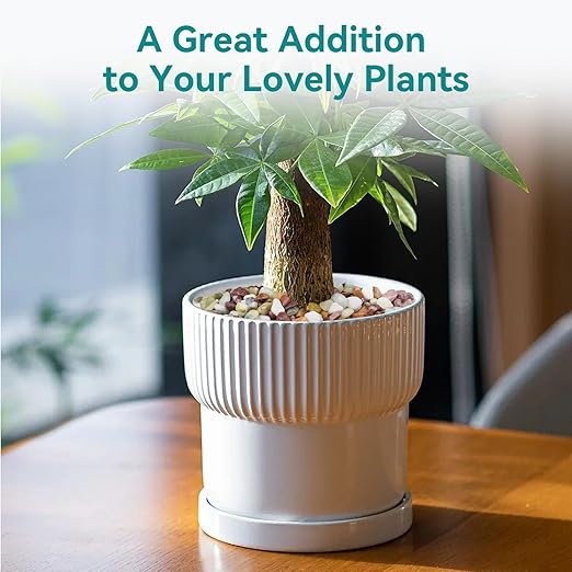 10lbs Pebbles for Indoor Plants, 3/8 Inch Small Rocks for Potted Plants, Succulents, Vase Fillers, Cactus Planters, Bird Bath, Fountain, Outdoor Garden Landscaping-PurrikoPets