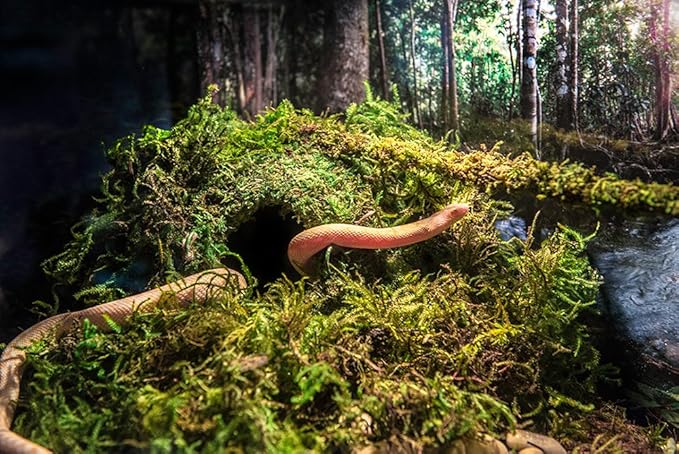 Galápagos (05346) Mossy Cave Hide, 4", Green-PurrikoPets