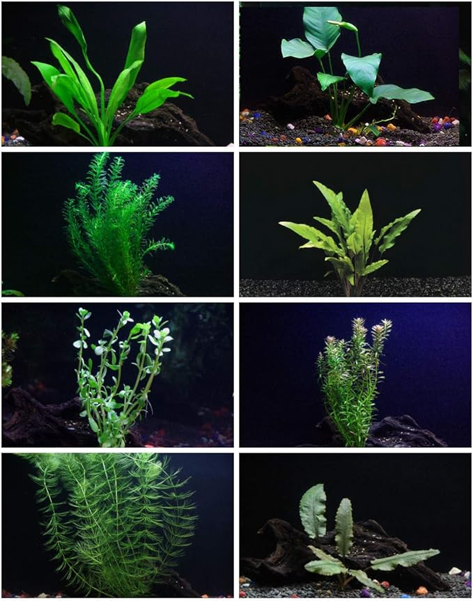 30+ Stems - 8 Species - - Anacharis, Amazon, Rotala, Ludwigia and More!-PurrikoPets