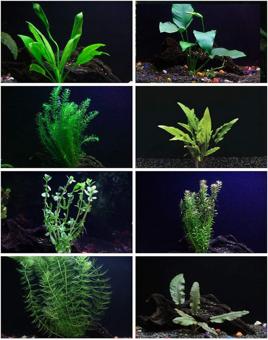 30+ Stems - 8 Species - - Anacharis, Amazon, Rotala, Ludwigia and More!-PurrikoPets