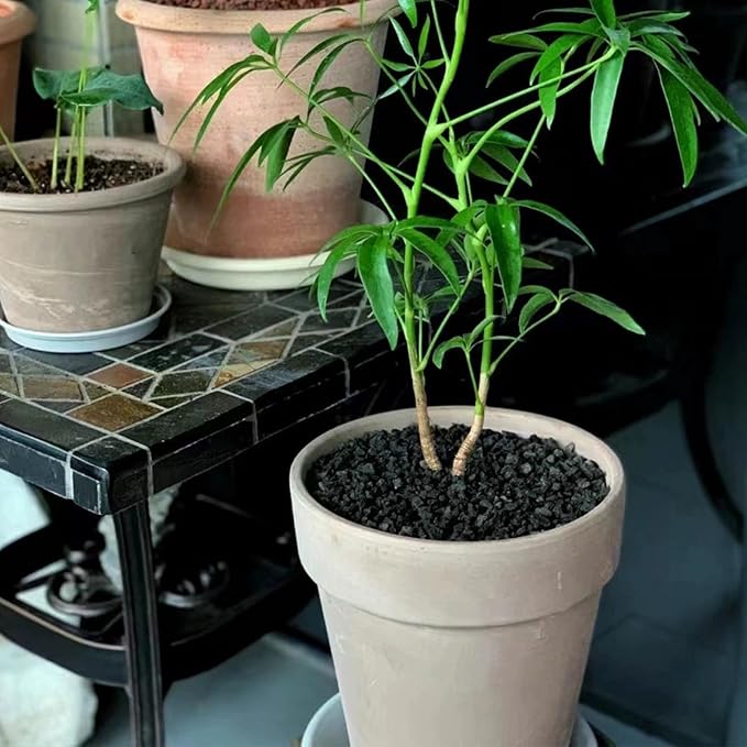 10 lbs Black Lava Rocks for Fire Pits,5-8 MM Crush Volcanic Rock Pumice Soil Additive for Succulent Plants Aquarium Cactus Bonsai and Garden Landscaping-PurrikoPets