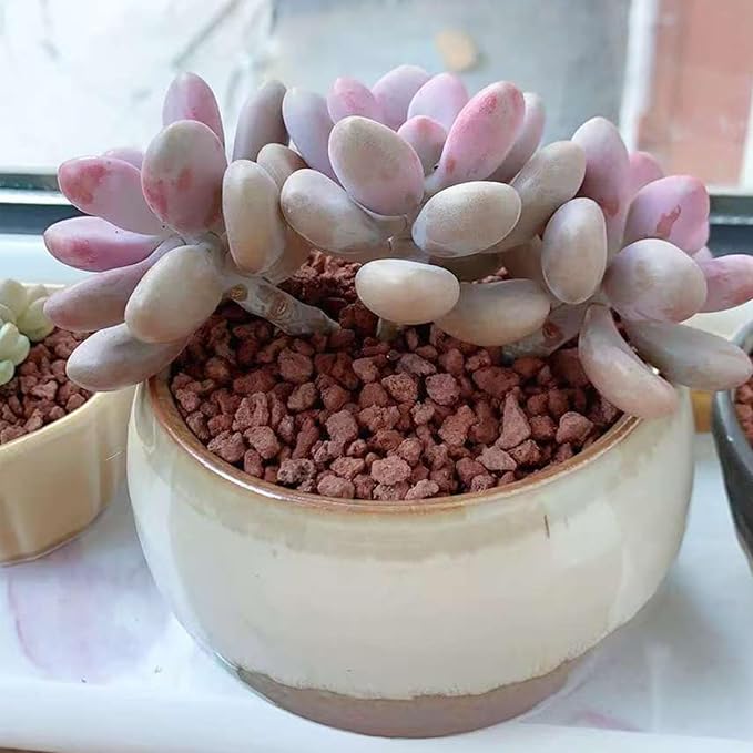 5 lbs Red Lava Rocks for Plants,1/4 Inch Crush Volcanic Rock Gravel Potting Mix for Succulent Cactus Bonsai Aquarium Fire Pits and Garden Landscaping-PurrikoPets