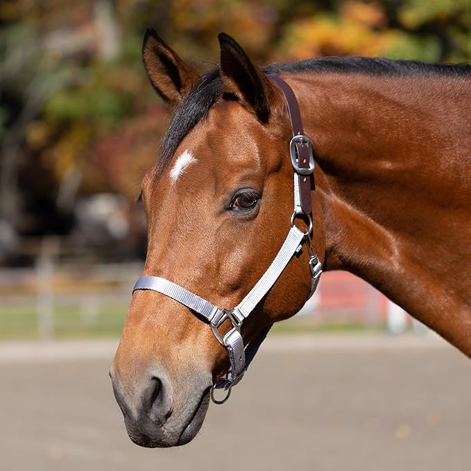 Equinavia Loki Adjustable Breakaway Horse Halter - Silver Sconce Gray - Warmblood-PurrikoPets