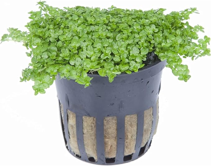 Foreground Potted Live Aquarium Plants | Freshwater Aquatic Plants for Aquariums (Potted Dwarf Baby Tears, 3 Pack)-PurrikoPets