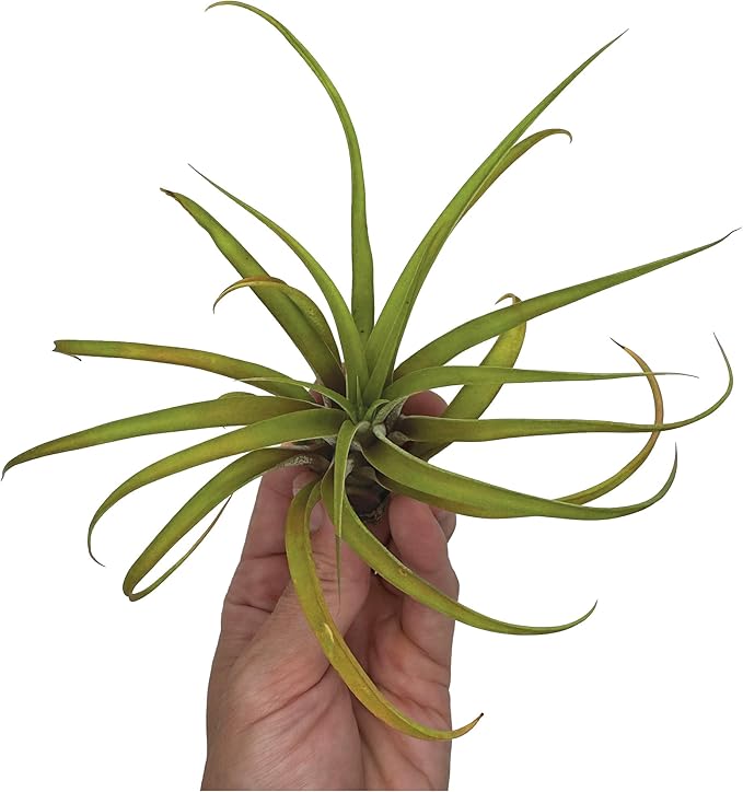Air Plants - Tillandsia Capitata (Peach), Large 5-7” - 1 ct - Live Arrival Guaranteed - House Plants for Home Decor & Gift-PurrikoPets