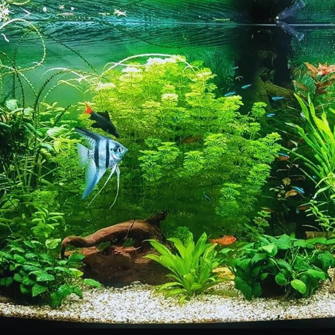 21 Stems Cabomba Live Plants Aquarium, Green Cabomba Live Aquarium Plants, Cabomba Plants Live, 4 to 6 Inches Tall-PurrikoPets