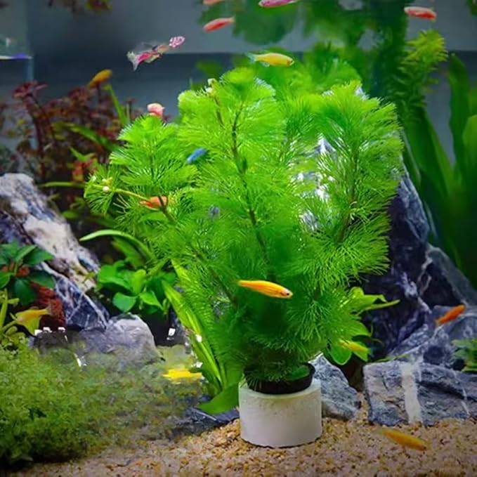 21 Stems Cabomba Live Plants Aquarium, Green Cabomba Live Aquarium Plants, Cabomba Plants Live, 4 to 6 Inches Tall-PurrikoPets
