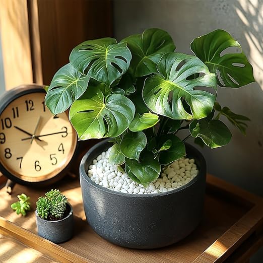 1/5 Inch White Succulent Cactus Gravel, 10 lbs – Ideal for Succulent Plant Pots, Vase Fillers, Glass Containers, Aquariums, Patios, and Outdoor Gardening River Stones (White, 10 Pounds)-PurrikoPets