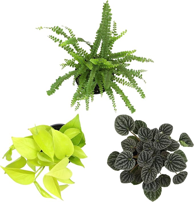 Essential Houseplant Collection (3PK) Live Plants Indoor Plants Live Houseplants in Plant Pots, Easy House Plants Indoors Live, Snake Plant, Pothos in Potting Soil, Clean Air Plants by Plants for Pets-PurrikoPets