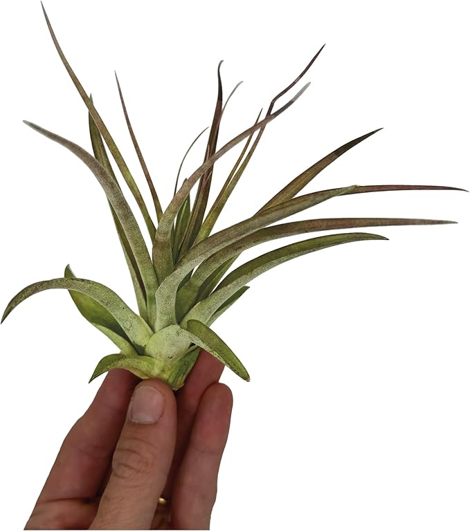 Air Plants - Tillandsia Brachycaulos Multiflora, Jumbo 5-7" - 1 ct - Live Arrival Guaranteed - House Plants for Home Decor & Gift-PurrikoPets