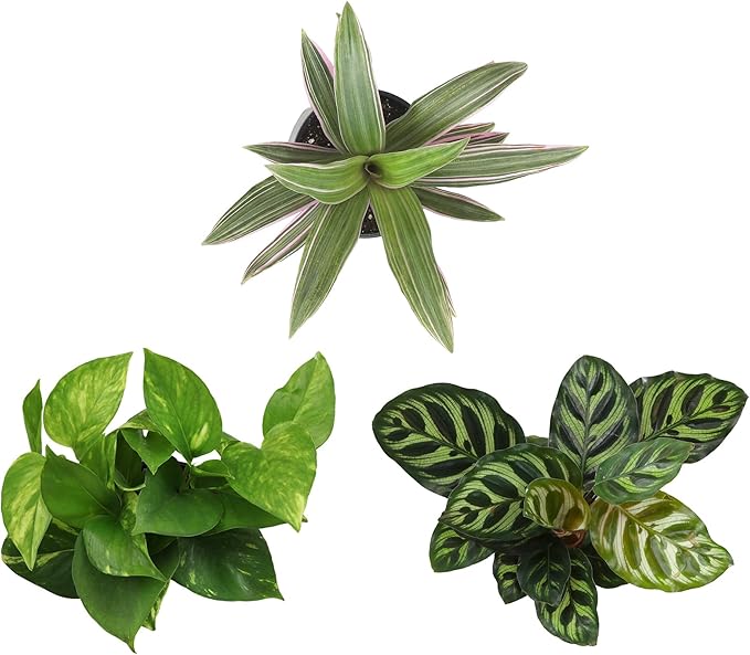 Essential Houseplant Collection (3PK) Live Plants Indoor Plants Live Houseplants in Plant Pots, Easy House Plants Indoors Live, Snake Plant, Pothos in Potting Soil, Clean Air Plants by Plants for Pets-PurrikoPets