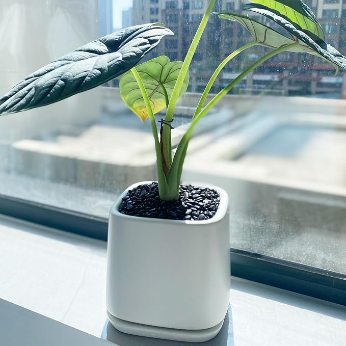 5 lbs Small Black Pebbles - 3/8 inch Decorative Stones for Indoor Plants, Outdoor, Vase, Landscaping & Garden-PurrikoPets