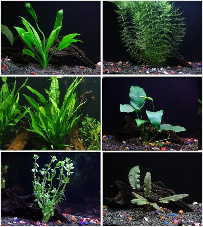 6 Species Aquarium Plants Package - Java Fern (Microsorum), Anubias (Anubias Barteri), Hornwort (Ceratophyllum demersum), Swords (Echinodorus), Moneywort (Bacopa), Cryptocoryne Green (Cryptocoryne)-PurrikoPets