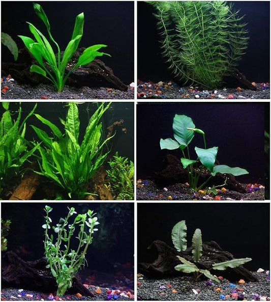 6 Species Aquarium Plants Package - Java Fern (Microsorum), Anubias (Anubias Barteri), Hornwort (Ceratophyllum demersum), Swords (Echinodorus), Moneywort (Bacopa), Cryptocoryne Green (Cryptocoryne)-PurrikoPets