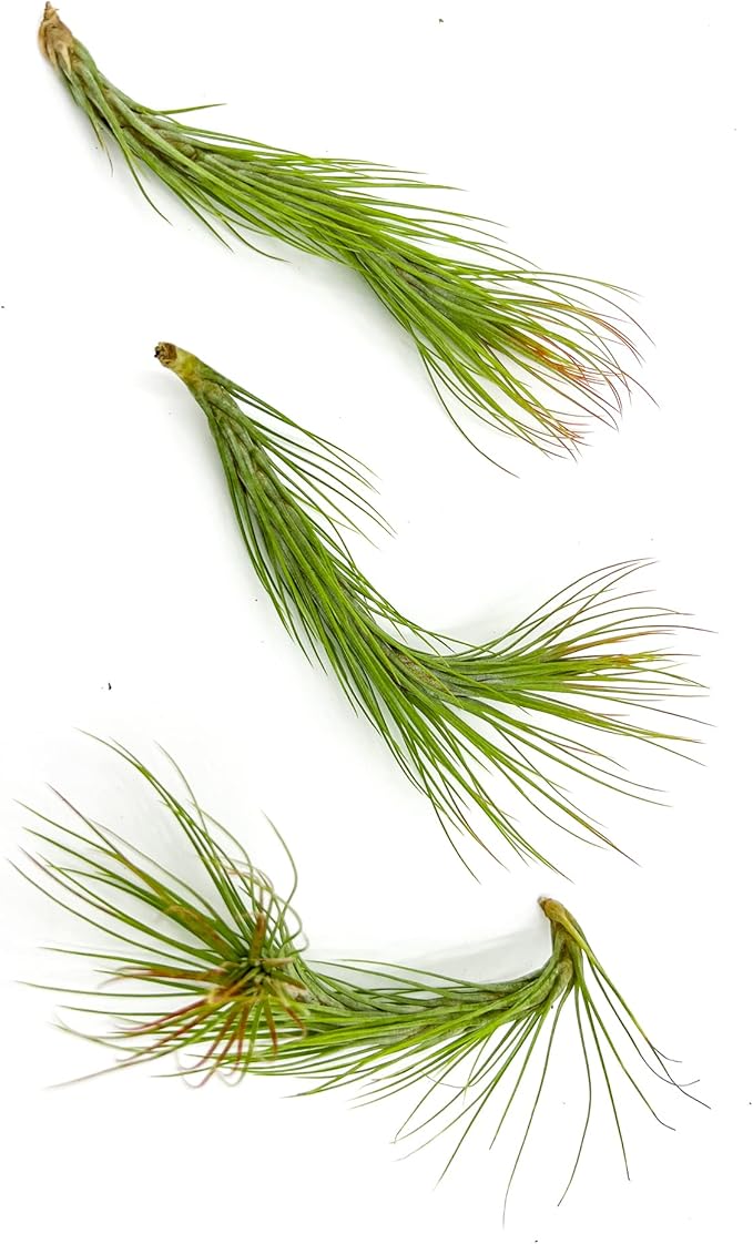 Air Plants - Tillandsia Funckiana Hybrid, Large 5-7" - 3ct - Live Arrival Guaranteed - House Plants for Home Decor & Gift-PurrikoPets
