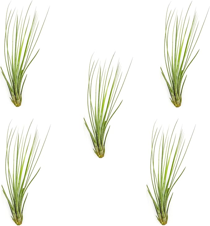 Air Plants - Tillandsia Juncea, Jumbo 8-12" - 5ct - Live Arrival Guaranteed - House Plants for Home Decor & Gift-PurrikoPets