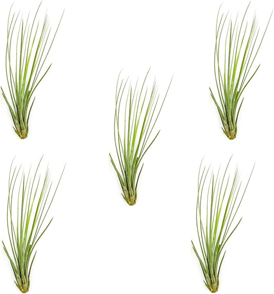 Air Plants - Tillandsia Juncea, Jumbo 8-12" - 5ct - Live Arrival Guaranteed - House Plants for Home Decor & Gift-PurrikoPets