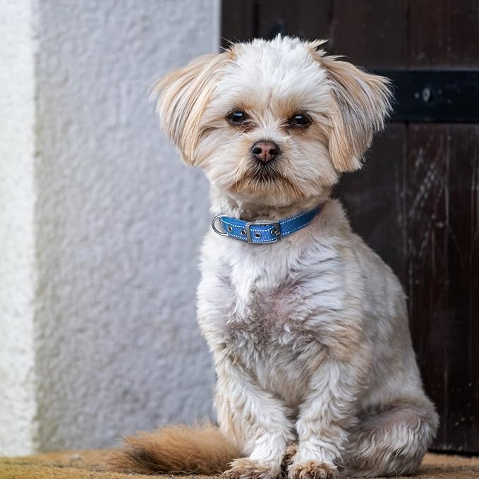 Fida Heavy Duty Dog Collar, Ultra Comfortable Soft Neoprene Padded, Adjustable Reflective Nylon Pet Collar with Durable Metal Belt Buckle for Small Breeds (S, Blue)-PurrikoPets
