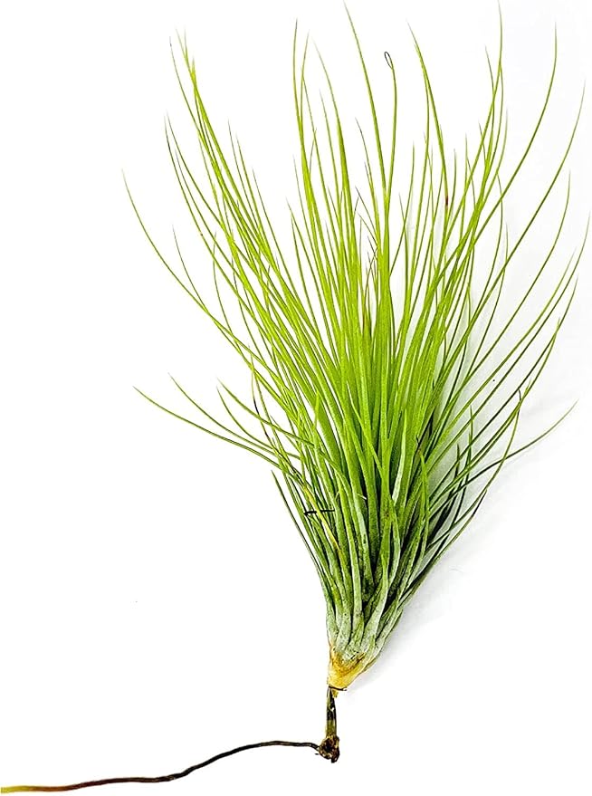Air Plants - Tillandsia Andreana, Large 4-6" - 3ct - Live Arrival Gauranteed - House Plants for Home Decor & Gift-PurrikoPets