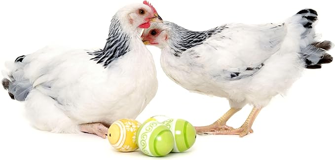 Dried Black Soldier Fly Larvae, 100% Natural, Non-GMO, High-Protein Treats for Chickens, Layer Hens, Wild Birds, Ducks, 13.3 oz, Pack of 4-PurrikoPets