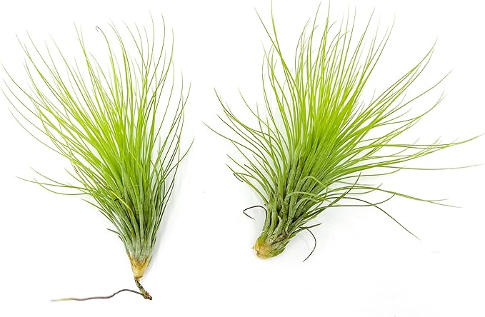 Air Plants - Tillandsia Andreana, Large 4-6" - 2ct - Live Arrival Gauranteed - House Plants for Home Decor & Gift-PurrikoPets