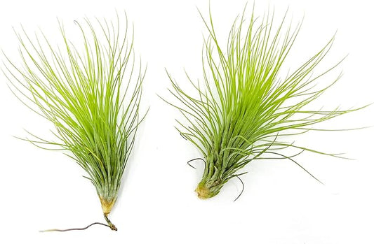 Air Plants - Tillandsia Andreana, Large 4-6" - 2ct - Live Arrival Gauranteed - House Plants for Home Decor & Gift-PurrikoPets