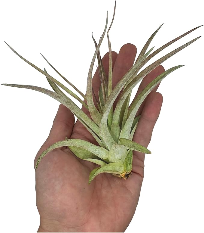 Air Plants - Tillandsia Brachycaulos Multiflora, Jumbo 5-7" - 2 ct - Live Arrival Guaranteed - House Plants for Home Decor & Gift-PurrikoPets