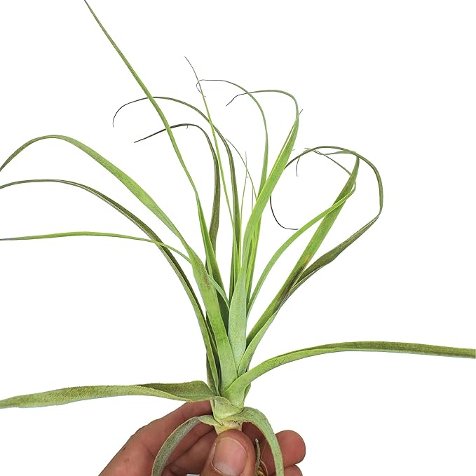 Air Plants - Tillandsia Straminea Jumbo 6-9" - 1ct - Live Arrival Guaranteed - House Plants for Home Decor & Gift-PurrikoPets