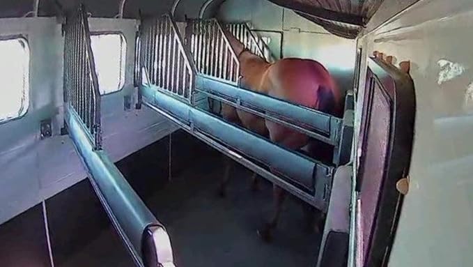 Equine Eye Voyager - Wireless Horse Trailer Camera – Live Video to Your Mobile with Night Vision, Audio - 8 Hours Battery Life - No Cell Signal Needed - Compatible with iPhone & Android Devices-PurrikoPets