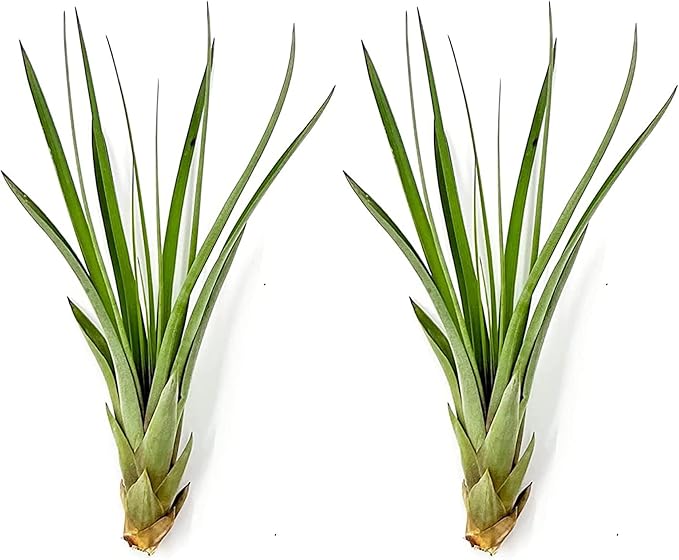 Air Plants - Tillandsia Fasciculata Tricolor, Large 4-6" - 2ct - Live Arrival Guaranteed - House Plants for Home Decor & Gift-PurrikoPets