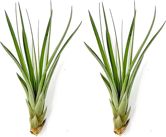 Air Plants - Tillandsia Fasciculata Tricolor, Large 4-6" - 2ct - Live Arrival Guaranteed - House Plants for Home Decor & Gift-PurrikoPets