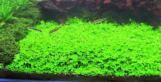 Foreground Potted Live Aquarium Plants | Freshwater Aquatic Plants for Aquariums (Potted Monte Carlo)-PurrikoPets