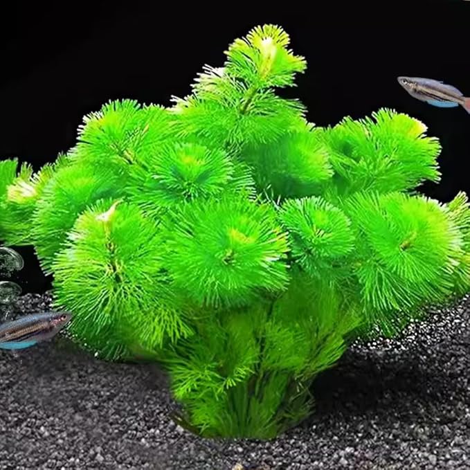 21 Stems Cabomba Live Plants Aquarium, Green Cabomba Live Aquarium Plants, Cabomba Plants Live, 4 to 6 Inches Tall-PurrikoPets