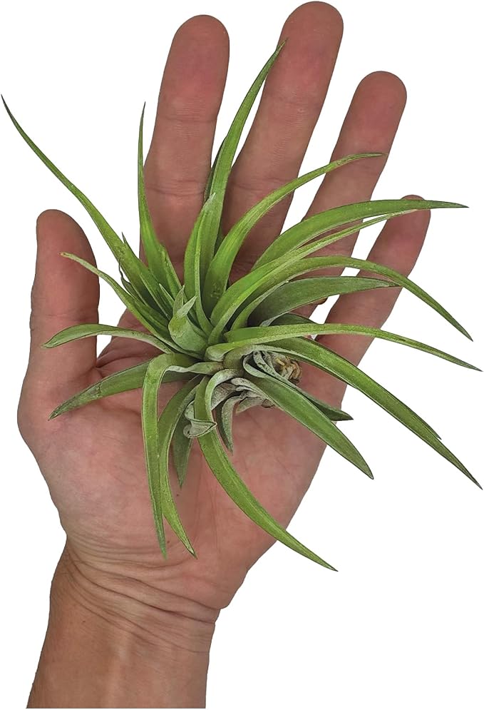 Air Plants - Tillandsia Brachycaulos Abdita, Large 4-6" - 1 ct - Live Arrival Guaranteed - House Plants for Home Decor & Gift-PurrikoPets