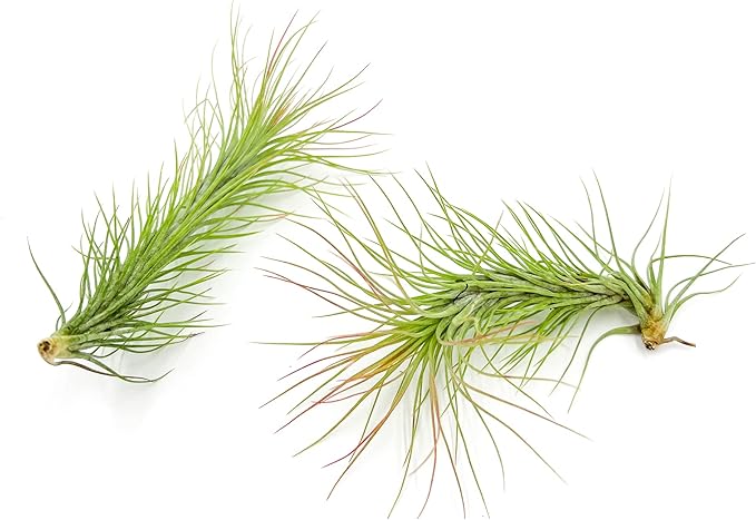 Air Plants - Tillandsia Funckiana, Large 5" - 2ct - Live Arrival Guaranteed - House Plants for Home Decor & Gift-PurrikoPets