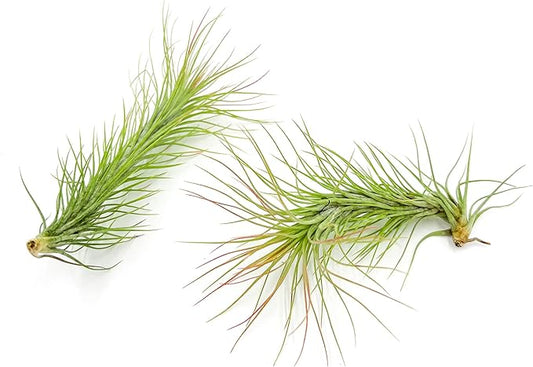 Air Plants - Tillandsia Funckiana, Large 5" - 2ct - Live Arrival Guaranteed - House Plants for Home Decor & Gift-PurrikoPets