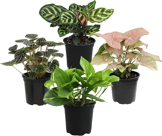 Essential Houseplant Collection (4PK) Live Plants Indoor Plants Live Houseplants in Plant Pots, Easy House Plants Indoors Live, Snake Plant, Pothos in Potting Soil, Clean Air Plants by Plants for Pets-PurrikoPets