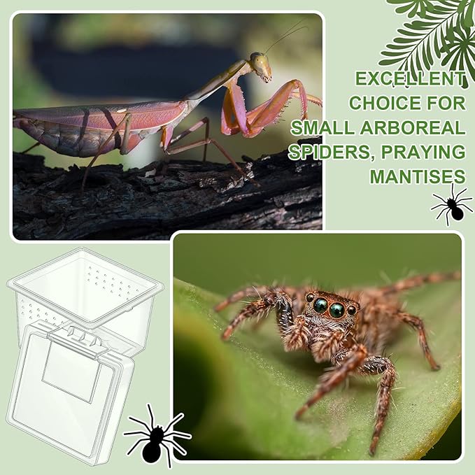 20 Pcs Insect Spider Terrariums Breeding Box Small Reptile Hatching Container Transparent Cricket Keeper Breeder Box Feeding Spider Cage with Lid for Scorpion Gecko Tortoise Centipede Tarantula-PurrikoPets