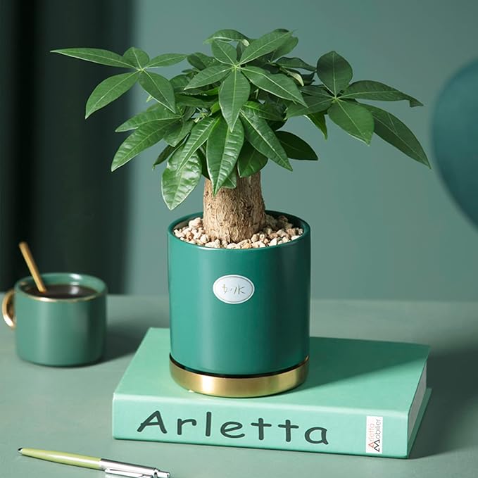 3lb Cactus Pea Gravel Rocks,1/5 Inch Pebbles for Indoor Plants, Natural Succulent Rock and River Rocks Decorative for Aquariums, Vases, Terrarium, Outdoor Gardening, Top Dressing for Potted Plants-PurrikoPets