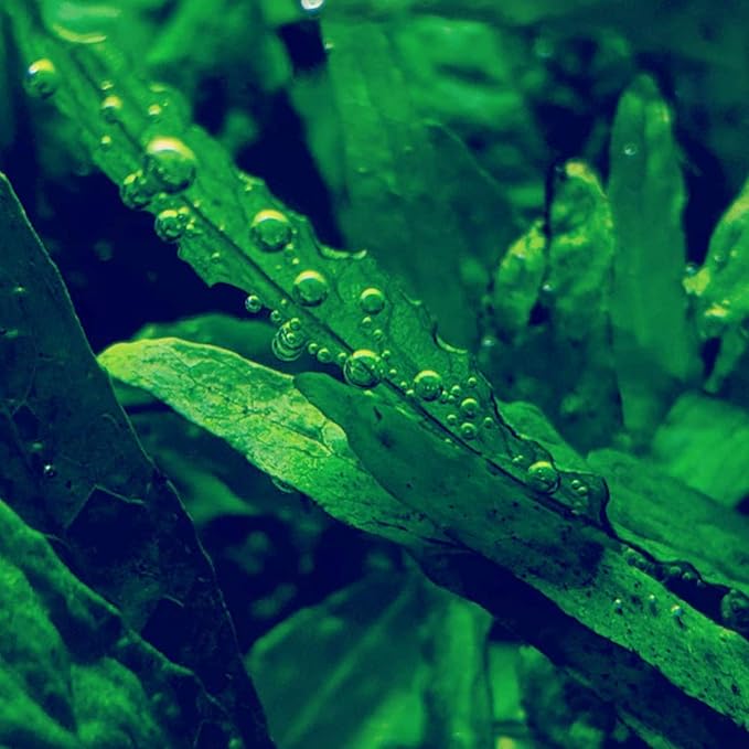 30+ Stems Package Starter Beginner Set Live Aquarium Plants Java Moss, Micro Sword, Rosette Amazon Sword, Anubias, Java Fern and More by Mainam-PurrikoPets