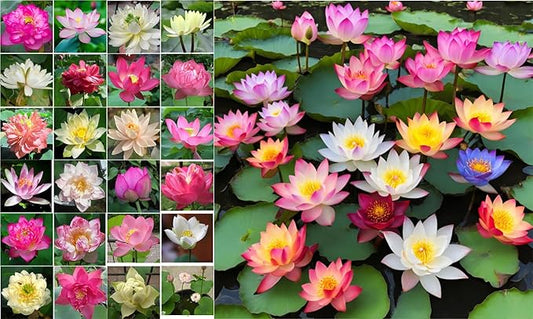160 Sacred Lotus Seeds for Planting in Water Mixed Flower Color Pink Red White Yellow Multicolor Aquatic Nelumbo nucifera Bonsai Bowl Lotus Seed Lily Ponds Feature Water Gardens (160, Lotus Seed)-PurrikoPets