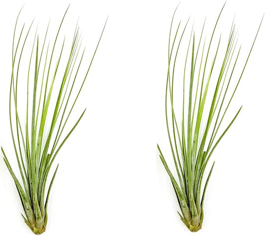 Air Plants - Tillandsia Juncea, Jumbo 8-12" - 2ct - Live Arrival Guaranteed - House Plants for Home Decor & Gift-PurrikoPets