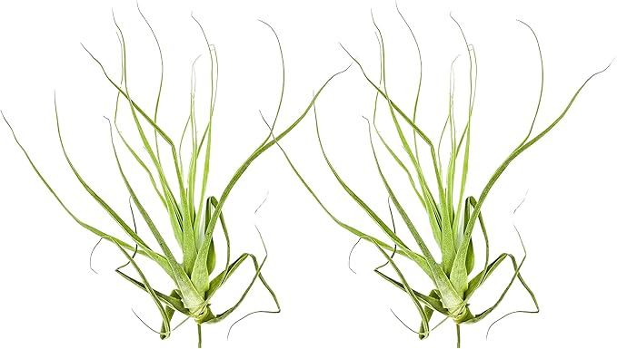 Air Plants - Tillandsia Straminea Jumbo 6-9" - 2ct - Live Arrival Guaranteed - House Plants for Home Decor & Gift-PurrikoPets