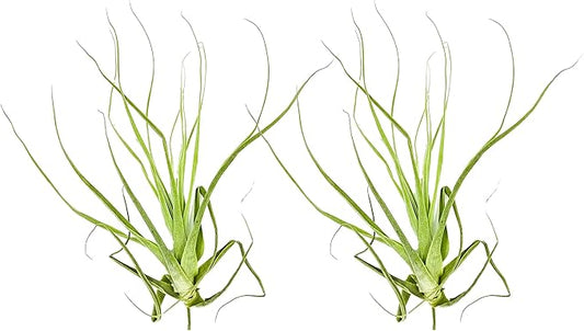 Air Plants - Tillandsia Straminea Jumbo 6-9" - 2ct - Live Arrival Guaranteed - House Plants for Home Decor & Gift-PurrikoPets