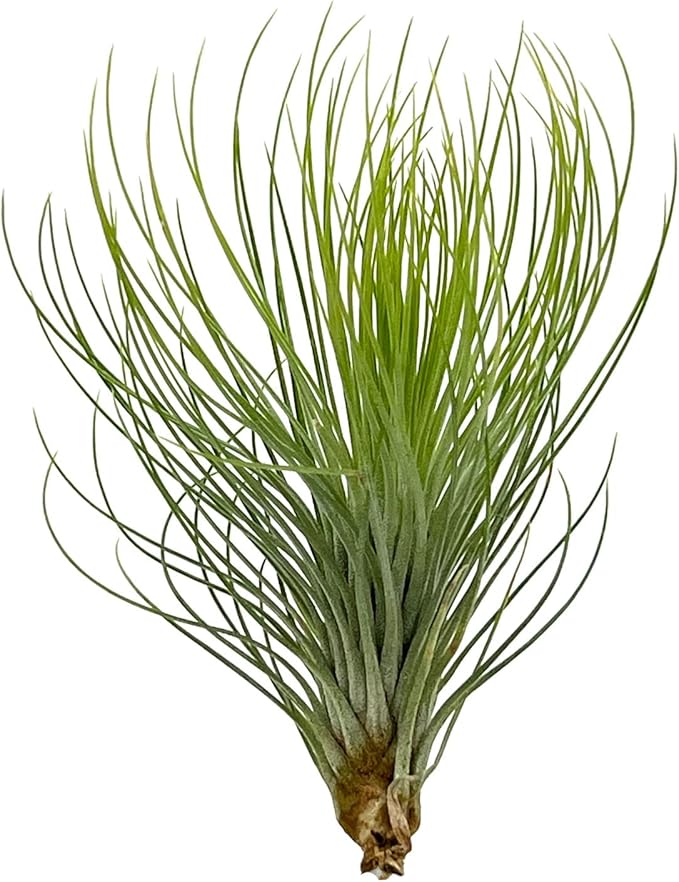Air Plants - Tillandsia Andreana, Large 4-6" - 5ct - Live Arrival Gauranteed - House Plants for Home Decor & Gift-PurrikoPets