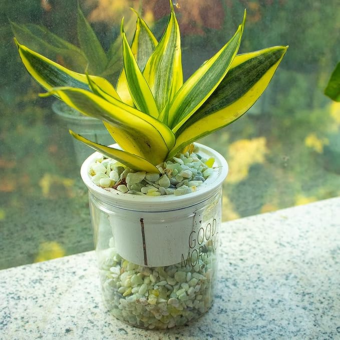 7lb Jade Bean Pebbles,1/4 Inch Cactus Bonsai DIY Rocks, Natural Succulent Rock and River Rocks Decorative for Aquariums, Vases, Terrarium, Outdoor Gardening, Top Dressing for Potted Plants-PurrikoPets