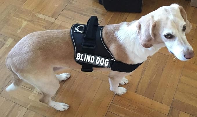 Doggie Stylz Blind Dog Vest Harness with Removable Patches and Reflective Trim. Comes with 2 Blind Dog Reflective Hook and Loop Patches. Measure Dogs Girth Before Purchase (Girth 30”- 42" Black)-PurrikoPets