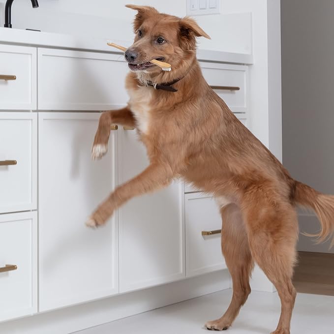 Dog Toothbrush I 4-Pack Two Sided Bamboo Toothbrush for Small and Large Dogs & Cats I Soft Bristles Gentle for Easy Dog Teeth Brushing & Dental Care-PurrikoPets